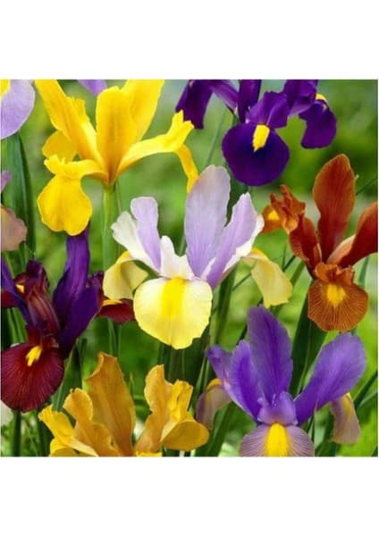 Doğa Garden 50 Adet Karışık Iris Süsen