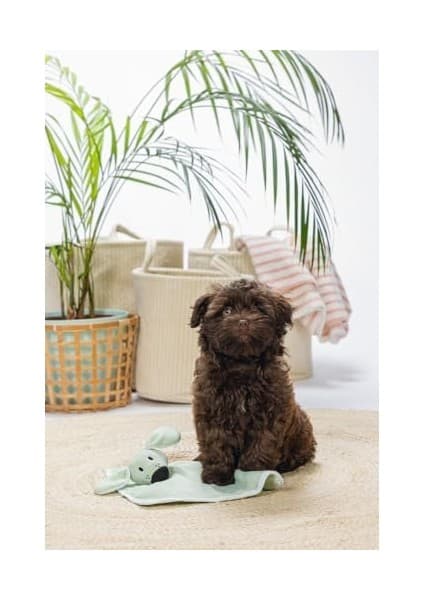 Puppy Cuddle Cloth Dimpie L: 31 cm G: 31 cm Nane
