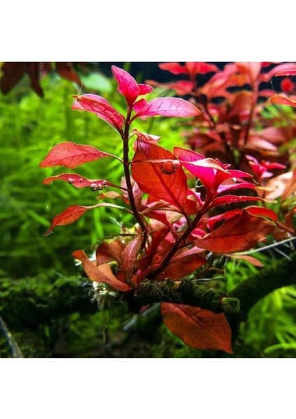 Ludwigia Mini Super Red Saksı Canlı