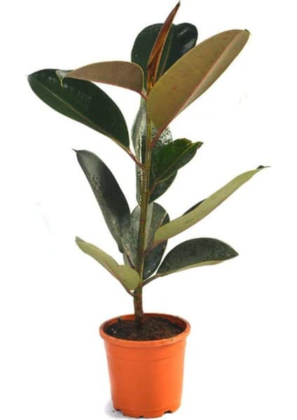 Nura Botanik Ficus Elastica Robusta Yeşil Yaprak Kauçuk Ev Ofis Bitkisi, 20-45