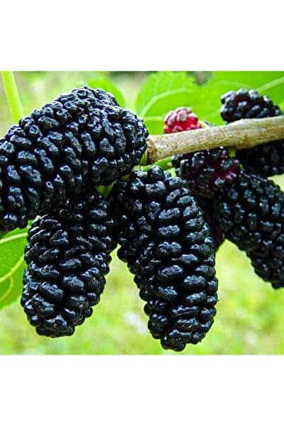 Floramut Tüplü Uzun Süre Meyve Veren Avustralya Dut Fidanı