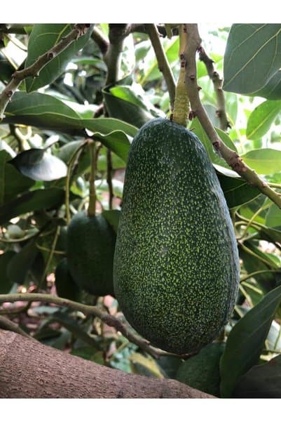 Avokado 1 Adet (Büyük Boy) (200-280gr)