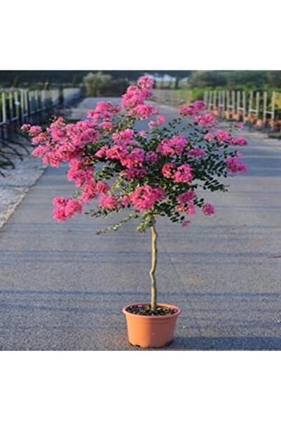 ASES FİDAN OYA AĞACI 4 YAŞ SAKSIDA PEMBE ÇİÇEKLİ 80-110 CM