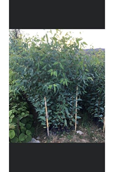 ASES FİDAN Tüplü Okaliptus Fidanı 120-140 cm (2 Adet)