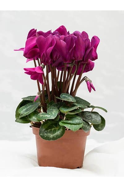 Bitkim Sende Favori Ürün Fuşya Rengi Sıklamen Çiçeği (30 40 CM)1 Adet Saksılı Hediyelik Sıklamen Cyclamen