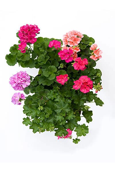 Bitkim Sende Videolu 3 Adet Karışık Renk Sakız Sardunya Çiçeği Saksılı Çiçekli Bodur Bitkiler Geranium