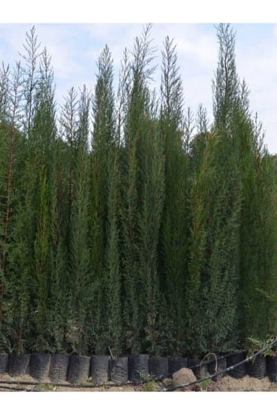 Doğan Fidancılık 6 Adet Tüplü Kara Servi Boy 90-120cm