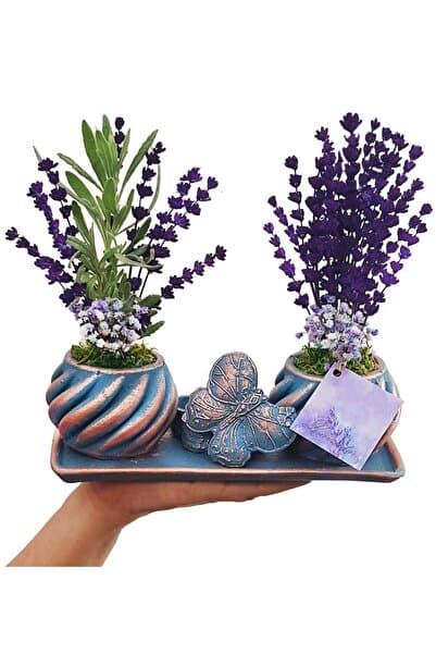 çiçekseli Mavi Kelebek Set Saksıda Canlı Ve Kuru Lavanta Set & Ic Mekan Bitkileri & Hediye Canli Cicek
