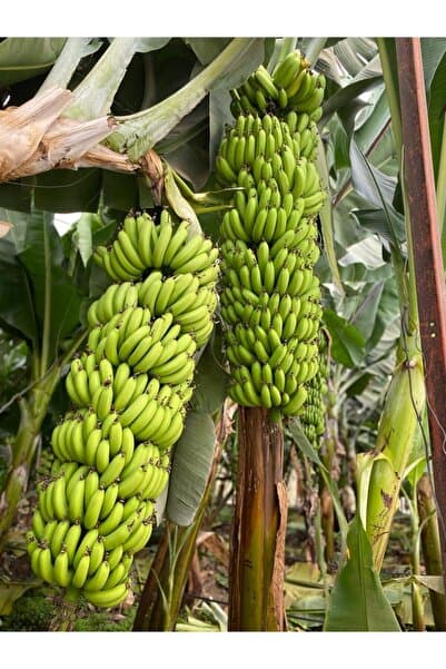 TROPİKAR Muz 1kg Günlük Taze Hasat