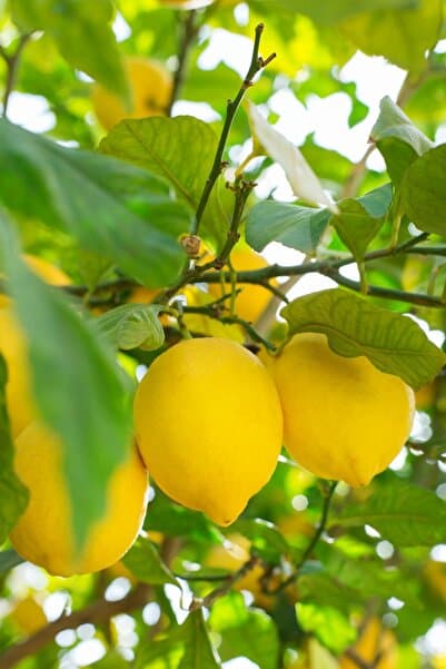 MYANAMUR 1 Kg Taze Limon