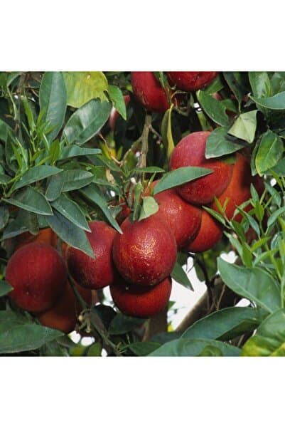 Doğan Fidancılık Bodur Tipte Yemesi Mükemmel Içi Dışı Kırmızı Blood Orange Red Kan Portakalı Fidanı