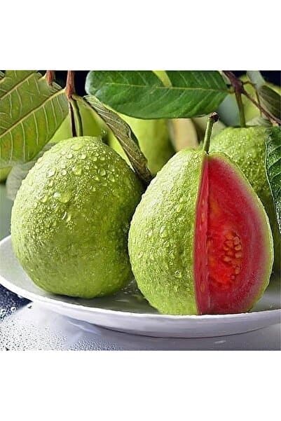 Berke Fidancılık Bodur Kırmızı Guava Fidanı, Saksıda