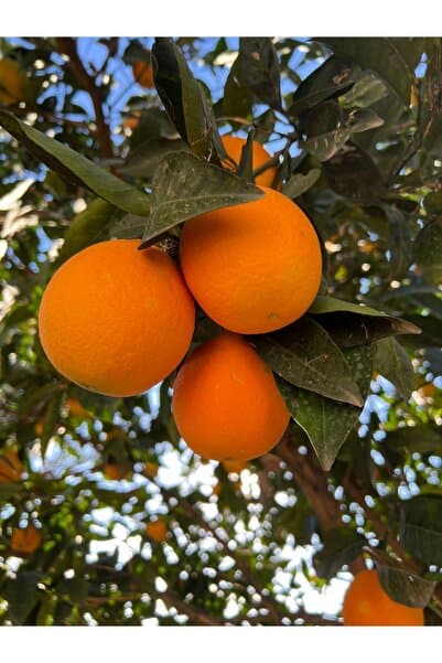 ANAMURMEYVECİM 1 Kg Dalından Portakal sıkmalık bol sulu