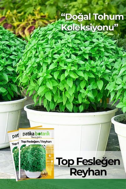 Patika Botanik 100 Adet Top Fesleğen - Top Reyhan (OCİMUM BASİLİCUM) Tohumu
