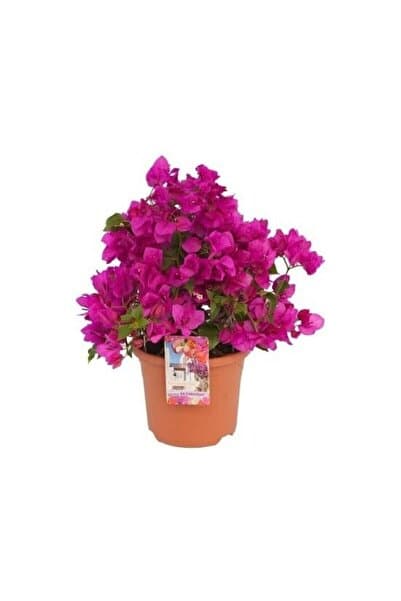 Bitkim Sende Videolu Canlı Mor Renli 1 Adet Bodur Begonvil Bitkisi 15-30cm Saksılı (BOUGAİNVİLLEA SEEDLİNG)