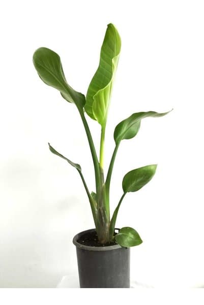 Mery Flowers Starliçe Cennet Kuşu Çiçeği - Strelitzia Canlı Salon Bitkisi 70-100 cm