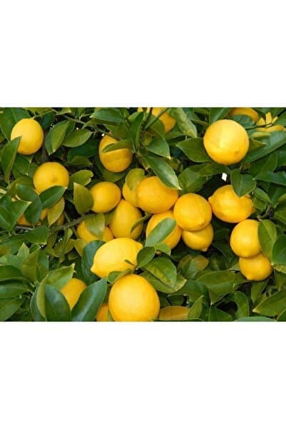 Genel Markalar Yüksek Verimli Saksı Yetiştiriciliğine Uygun Yediveren Limon Fidanı Doygun 1.sınıf
