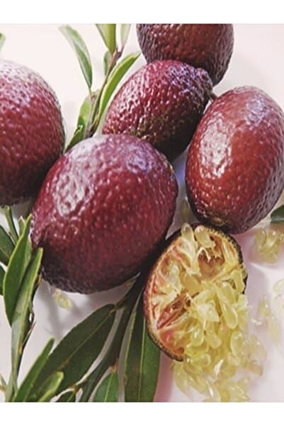 Doğan Fidancılık Bloode Lime Limon Kırımızı Havyar Limon (Avustralya Kırmızı Limonu)
