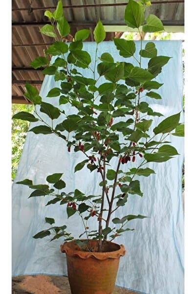 Daglioglu Fidancilik Balkon Teras Bahçeciliği Için Tüplü Bodur (40-50 cm) Yediveren Kara Dut Fidanı Meyveli +2 Yaş