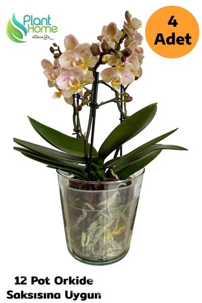 Plant Home Power Mix 4 Adet Cam Orkide Saksısı - 12 Pot Cam Orkide Saksısı - Cam Saksı Vazo