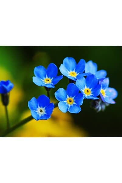 Tohum Dünyası 200 Adet Forget Me Not- Beni Unutma Çiçeği Tohumu
