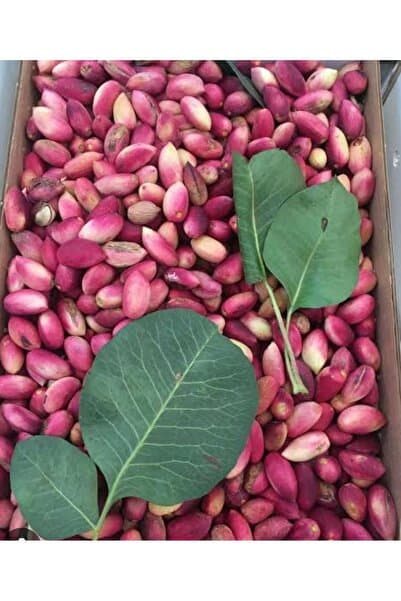 Güven Mağazası YAŞ ANTEP FISTIĞI 500gr, ÇOCUKLARINIZ İÇİN ALIN