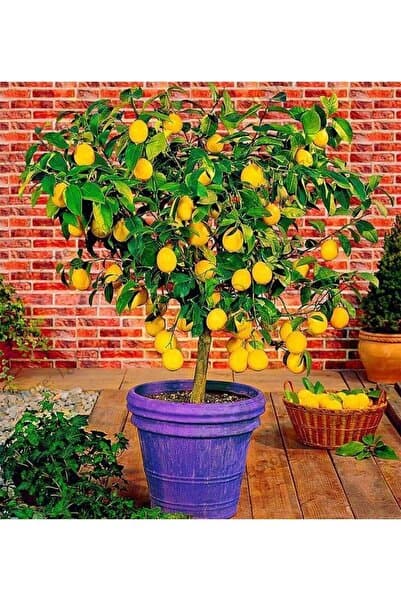 Akdeniz Fidan Limon Fidanı Aşılı Yediveren Limon Ağacı Gür Dallı Ve Yapraklı Fidanı Limon Fidesi 140 - 170 Cm