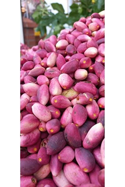 KAVLAK KURUYEMİŞ Taze FıstıK 2 Kg