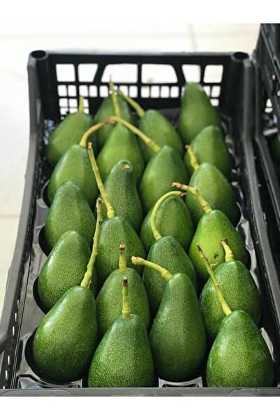 TROPİKAR AVOKADO 1 KG