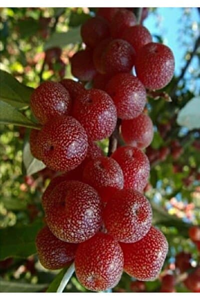 bahçevilya "Elaeagnus umbellata - 2 Yaşında Tüplü Güz Yemişi Fidanı, Doğal ve Taze Meyveler"
