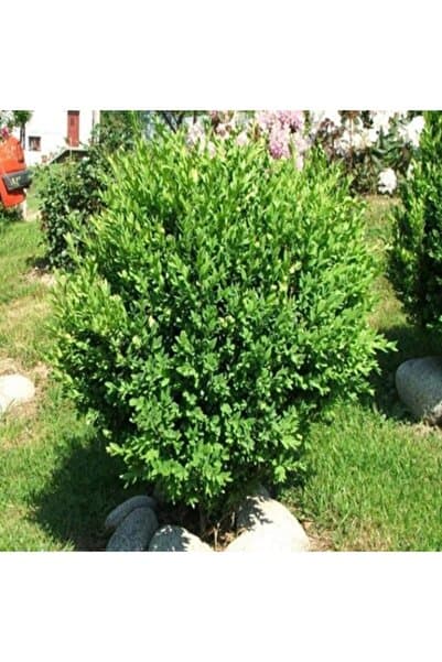 ASES Saksılı Şimşir Fidanı Yaş 2 - Boy 50-70 Cm Boy