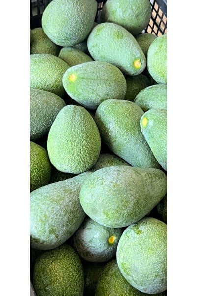 KILINÇ TROPİKAL 1 Kg Avokado Taze Hasatt