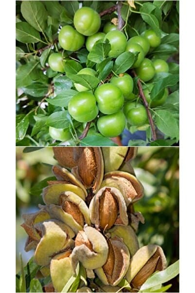 2 Çeşit Meyve Fidanı Yeşil Can Erik Ve Badem