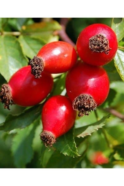 doğaşık Abant Yöresi Yediveren Kuşburnu Fidanı (açıkköklü) Marmelat Yapımına Uygun