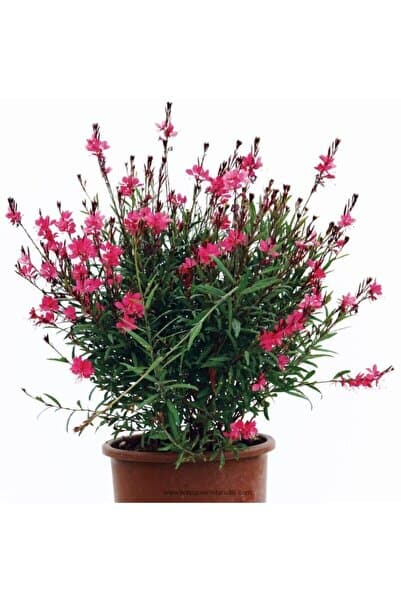 Bitkim Sende Videolu Kırmızı Gavura Çiçeği Fidanı 40-60 Cm Saksılı Çiçekli Bodur Bitkiler Gaura