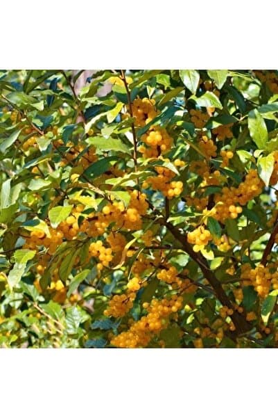 Daglioglu Fidancilik 2 Yaş Japon Iğdesi- Güz Yemişi -sarı Renk