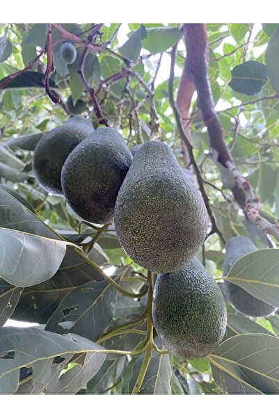 ANAMURMEYVECİM Avokado 1 Kg Taze Hasat-orta Boy