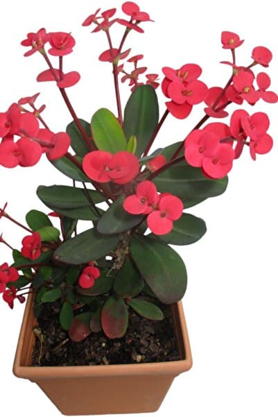 ÇİÇEKFLİX eubhorbia iç mekan dikenler tacı prenses pembe mini boy yavru 6-7cm /şuan çiceksizdir
