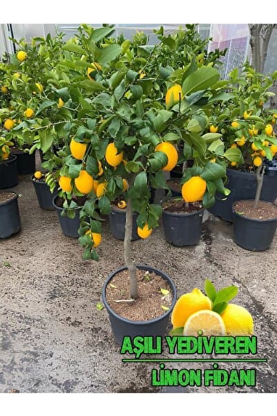 Akdeniz Fidan Limon Fidanı Yediveren Limon Fidanı Aşılı Gür Yaprak ve Dallı