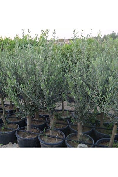 Doğan Fidancılık Saksıda Yarı Bodur Kütür Gemlik Zeytin Fidanı 4-5 Yaş 120-140 Cm Boy