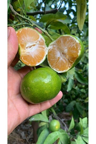 KILINÇ TROPİKAL Mandalina 1 kg