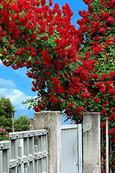 ÇİÇEKFLİX Aşılı Double kollu kırmızı sarmaşık gül fidesi fidanı açık kök dikime hazır 35-37cm