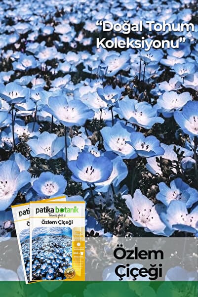 Patika Botanik 50 Adet Özlem Çiçeği Tohumu (Nemophila Menziesii)