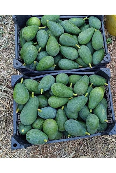HAS ORGANİK Avokado 1kg Taze