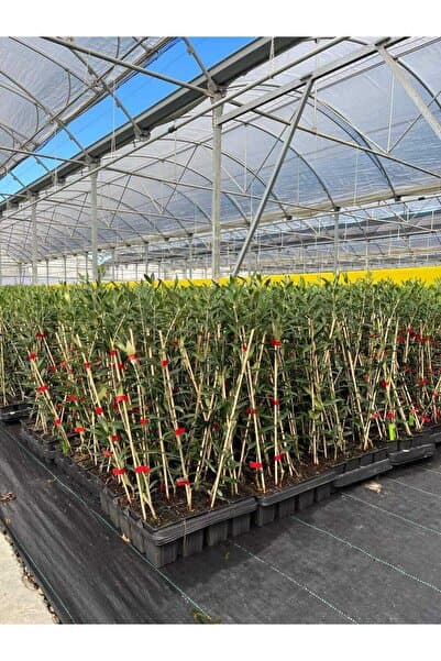 GojiberryTürkiye Zeytin Fidanı Arbequina 1 Yaş 4 adet Sertifikalı