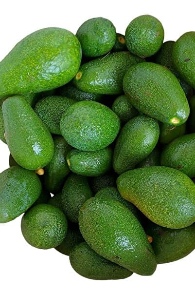HAS ORGANİK Avokado 1kg Taze Hasat (MİNİ BOY)