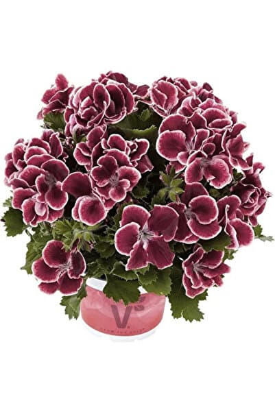 Mimoza Koyu Bordo Ceylan Gözü Sardunya Çiçeği Fidanı 10-20 Cm