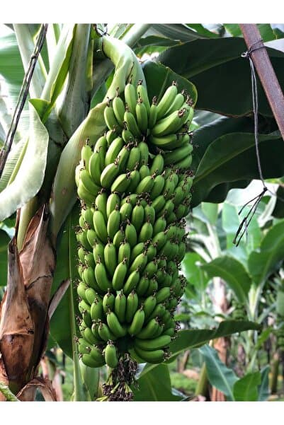 ARI ORGANIC Muz 13 kg - 1 Kasa