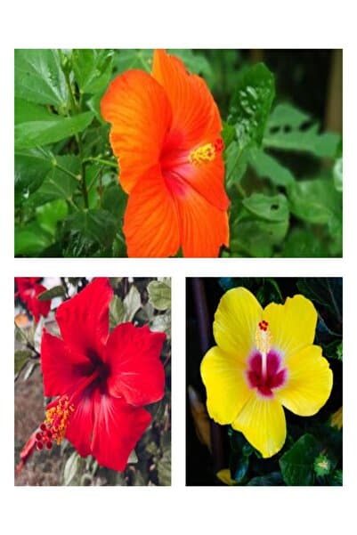 Nura Botanik Japon Gülü Çiçeği Fidanı 3'lü Sarı Kırmızı Turuncu 40-60 Cm Saksılı Çiçekli Bodur Hibiscus