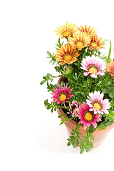 Gardenbox Videolu Karışık Renkli Gazanya (10 20 CM)10 Adet Saksılı/ Tüplü Çiçekli Bodur Bitki Gazania